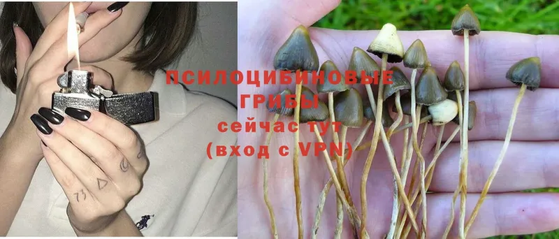 Галлюциногенные грибы Psilocybe  купить наркотик  omg онион  Заполярный 